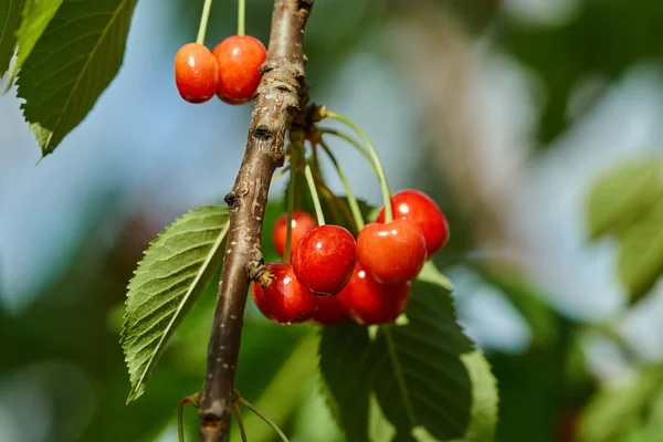 Ripe Red Cherries Branch Closeup Outdoor — Stock Photo, Image