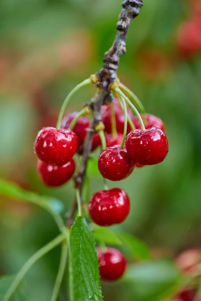 Ripe Red Cherries Branch Closeup Outdoor — Stock Photo, Image