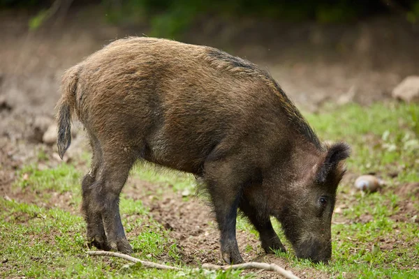 Juvenile wild hog rooting, searching for food in the forest