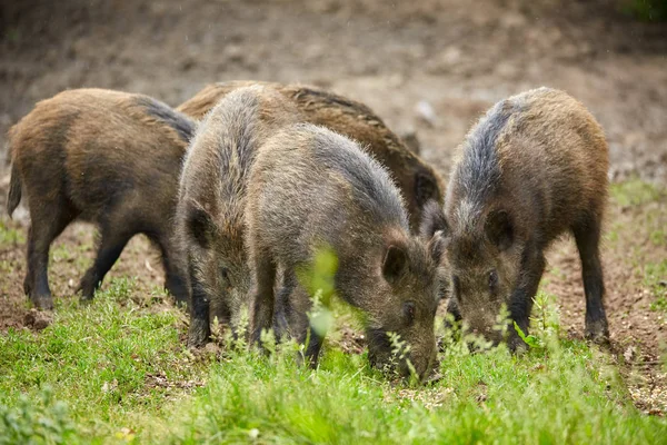 Enraizamento Porcos Selvagens Juvenis Procura Comida Floresta — Fotografia de Stock