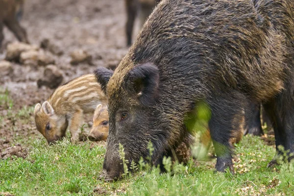 Zeug Wilde Varkens Biggen Wroeten Voor Voedsel — Stockfoto