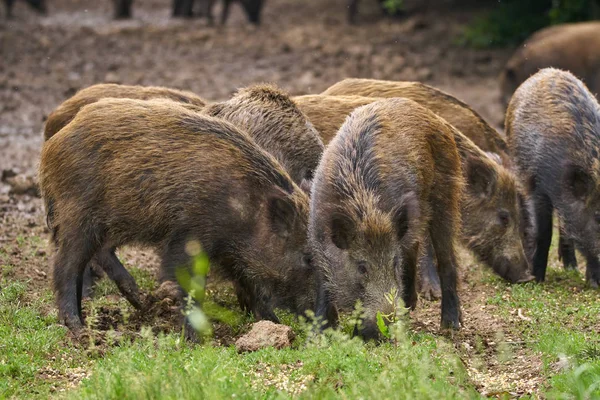 Junge Wildschweine Auf Nahrungssuche Wald — Stockfoto