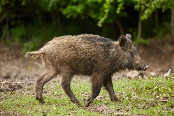 Juvenil Wild Hog Böka Letar Mat Skogen — Stockfoto