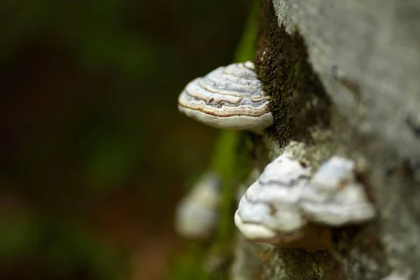 Champignon Amadou Caduc Poussant Sur Écorce Arbre — Photo