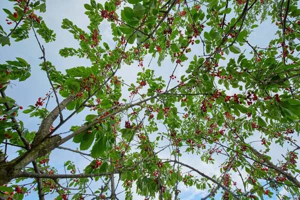 Ripe Red Cherries Branch Closeup Outdoor — Stock Photo, Image