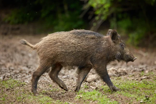 Juvenile Wild Hog Rooting Searching Food Forest — Stock Photo, Image