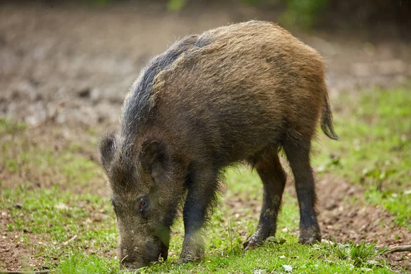 Enraizamiento Juvenil Cerdos Salvajes Busca Comida Bosque — Foto de Stock