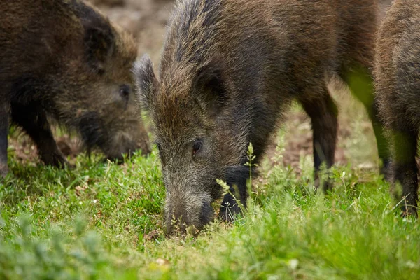 Junge Wildschweine Auf Nahrungssuche Wald — Stockfoto