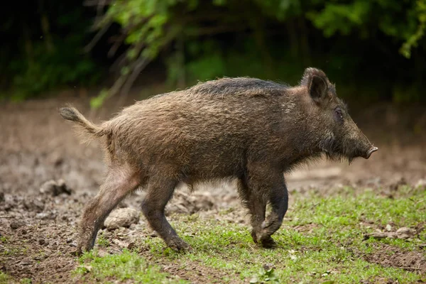 Młodzieńcze Dziki Wieprz Zakorzenienia Poszukując Pokarmu Lesie — Zdjęcie stockowe