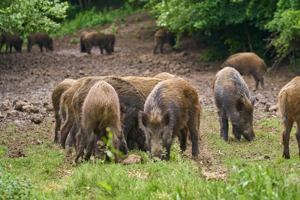 Gang Dzikich Wieprzy Młodzieńcze Zakorzenienia Poszukując Pokarmu Lesie — Zdjęcie stockowe