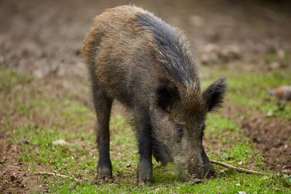 Jonge Wild Zwijn Wroeten Zoek Naar Voedsel Het Bos — Stockfoto