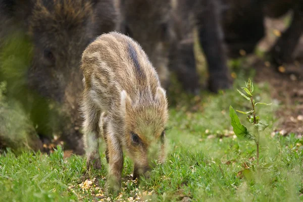 Feral pigs, sow and piglets rooting for food