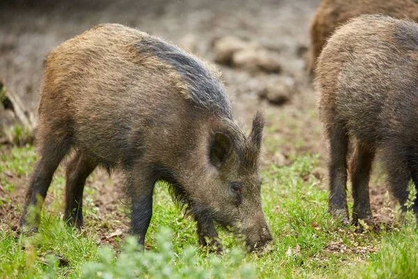 Juvenile wild hogs rooting, searching for food in the forest