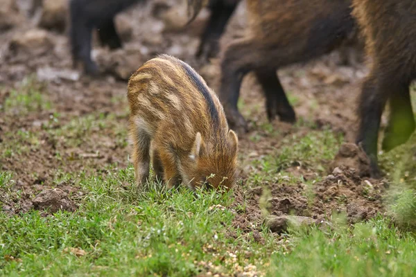 Feral pigs, sow and piglets rooting for food