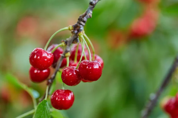 Reife Rote Kirschen Zweig Nahaufnahme Freien — Stockfoto