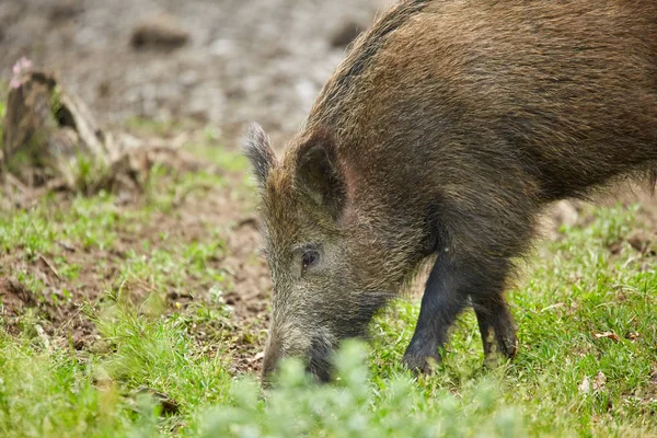 Enraizamiento Juvenil Cerdos Salvajes Busca Comida Bosque — Foto de Stock