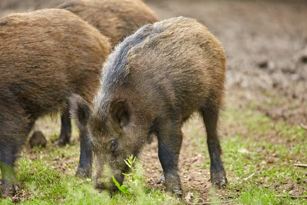 Enraizamento Porcos Selvagens Juvenis Procura Comida Floresta — Fotografia de Stock