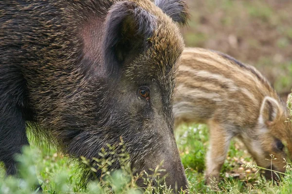 野生豚 子豚食べ物を応援 — ストック写真