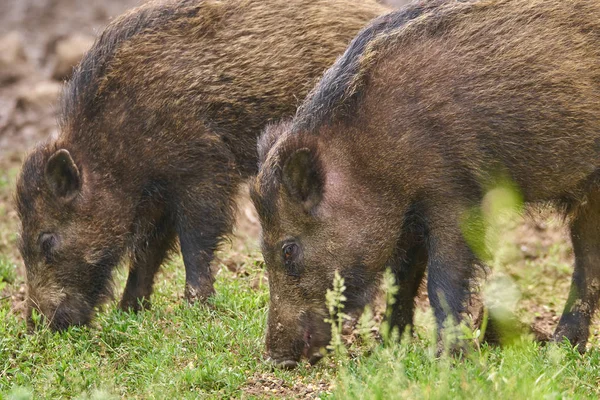 Juvenile wild hogs rooting, searching for food in the forest