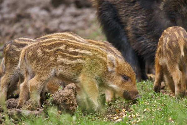 Feral Pigs Sow Piglets Rooting Food — Stock Photo, Image