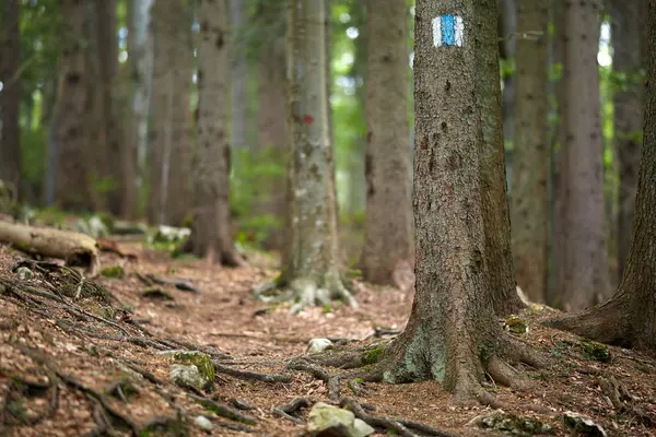 Τοπίο Ένα Μονοπάτι Πεζοπορίας Μέσα Από Δάσος Στα Βουνά — Φωτογραφία Αρχείου