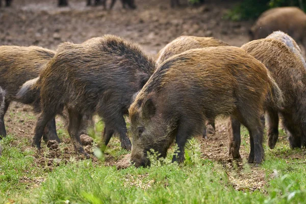 野生猪 母猪和小猪生根觅食 — 图库照片