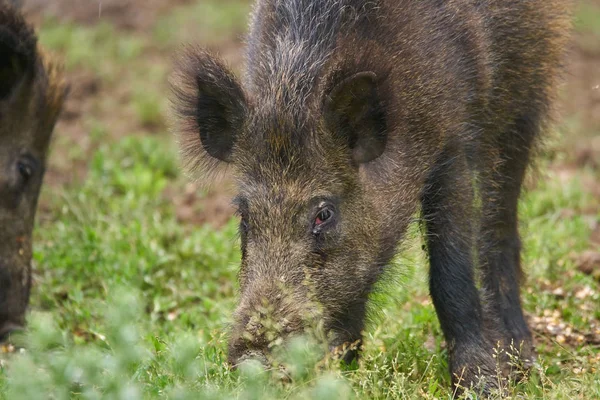 Juvenile wild hogs rooting, searching for food in the forest