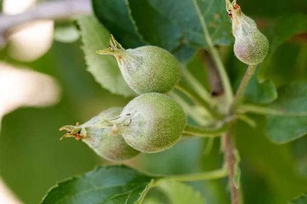 Manzanas Inmaduras Una Rama Árbol Huerto —  Fotos de Stock
