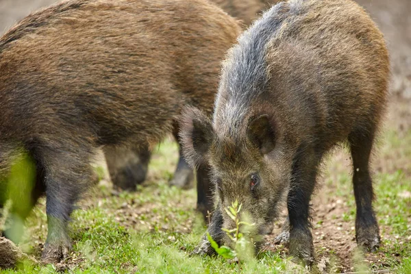 Juvenile wild hogs rooting, searching for food in the forest