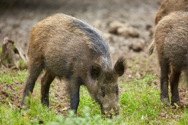 Jonge Wild Zwijn Wroeten Zoek Naar Voedsel Het Bos — Stockfoto