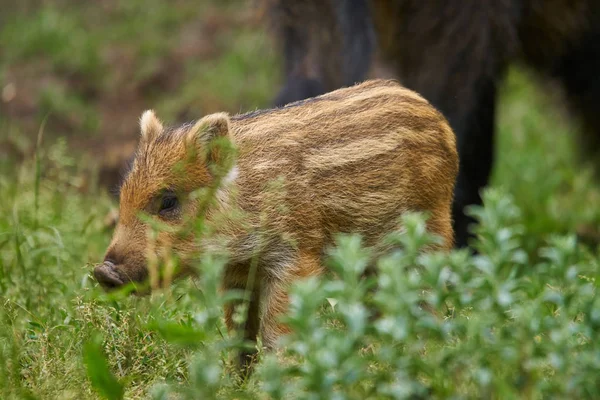Feral Pigs Sow Piglets Rooting Food — Stock Photo, Image