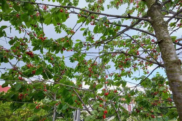 Cerezas Rojas Maduras Rama Primer Plano Aire Libre —  Fotos de Stock