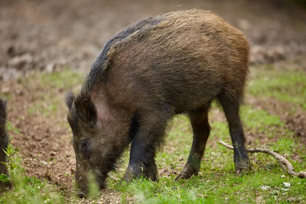 Juvenile wild hog rooting, searching for food in the forest