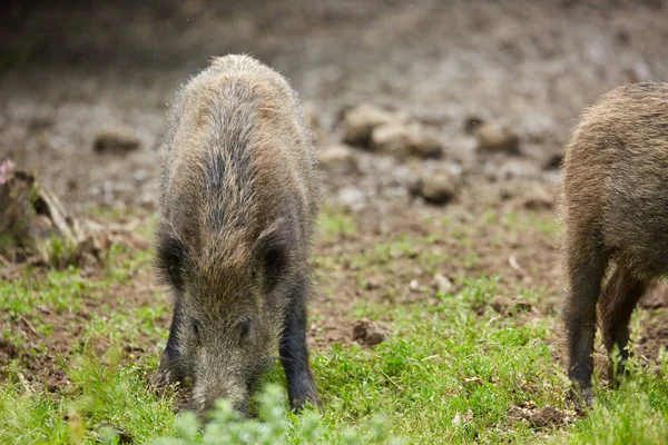 Jonge Wilde Varkens Wroeten Zoek Naar Voedsel Het Bos — Stockfoto