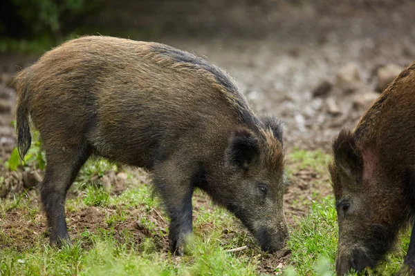 Jonge Wilde Varkens Wroeten Zoek Naar Voedsel Het Bos — Stockfoto