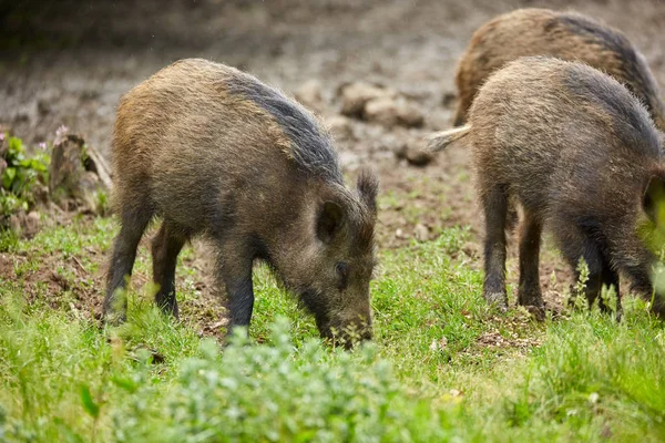 Jonge Wilde Varkens Wroeten Zoek Naar Voedsel Het Bos — Stockfoto