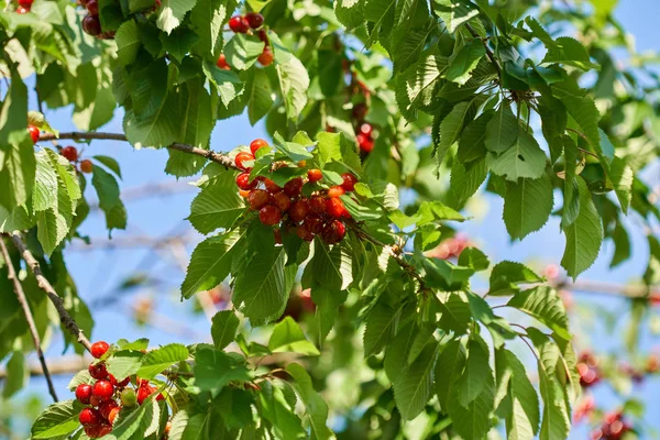 Ripe Red Cherries Branch Closeup Outdoor — Stock Photo, Image