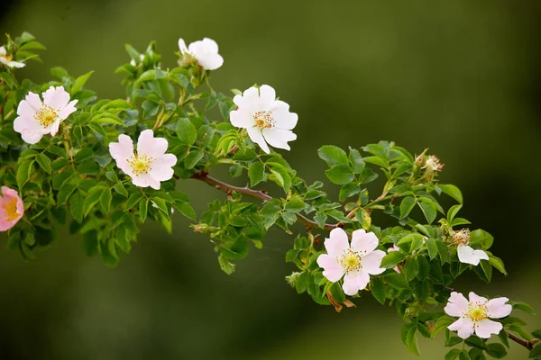 Closeup Briar Bush Flowers Bloom — Stock Photo, Image