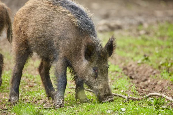 Juvenile wild hog rooting, searching for food in the forest