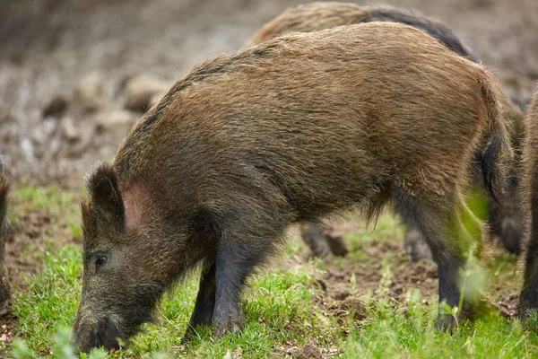 Juvenile Wild Hogs Rooting Searching Food Forest — Stock Photo, Image