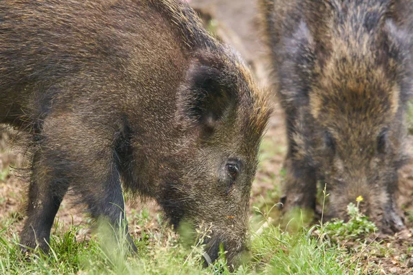 Jonge Wilde Varkens Wroeten Zoek Naar Voedsel Het Bos — Stockfoto