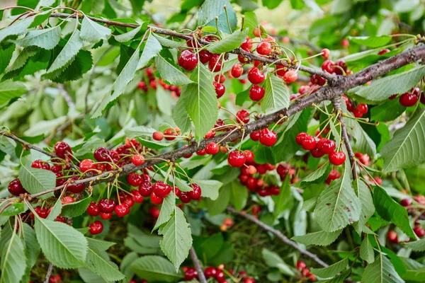 Ripe Red Cherries Branch Closeup Outdoor — Stock Photo, Image