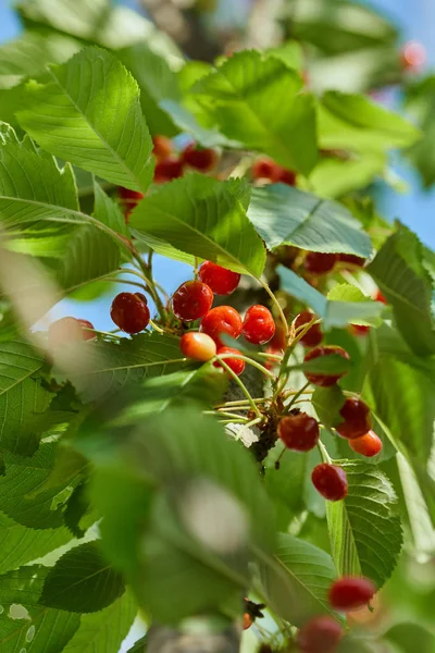 Ripe Red Cherries Branch Closeup Outdoor — Stock Photo, Image