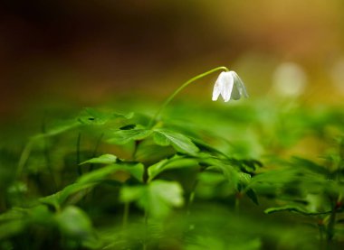 Bir küçük vahşi beyaz çiçek içinde uzak, yakın çekim