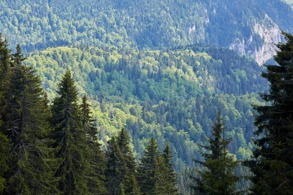 阳光明媚的山区松树林景观 — 图库照片