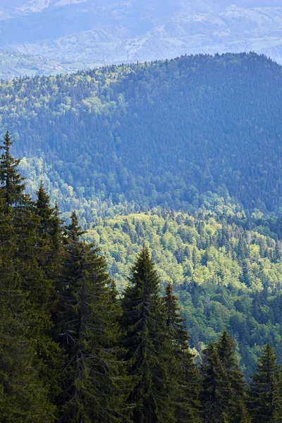 阳光明媚的山区松树林景观 免版税图库图片