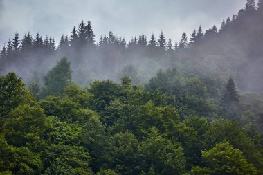 Güzel manzara ile Romanya'da Parang dağlarda sisli yağmurlu bir gün