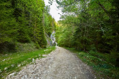 Alp orman içinden bir yol ile bir yaz günü manzara