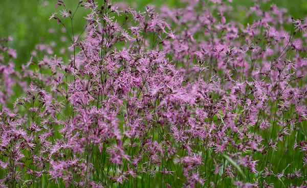 Vista Cerca Pequeñas Flores Púrpuras Silvestres Prado —  Fotos de Stock