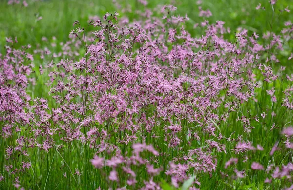 草地上小野紫花的特写图 — 图库照片